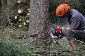 Alberi_e_diritti_di_propriet%C3%A0%3A