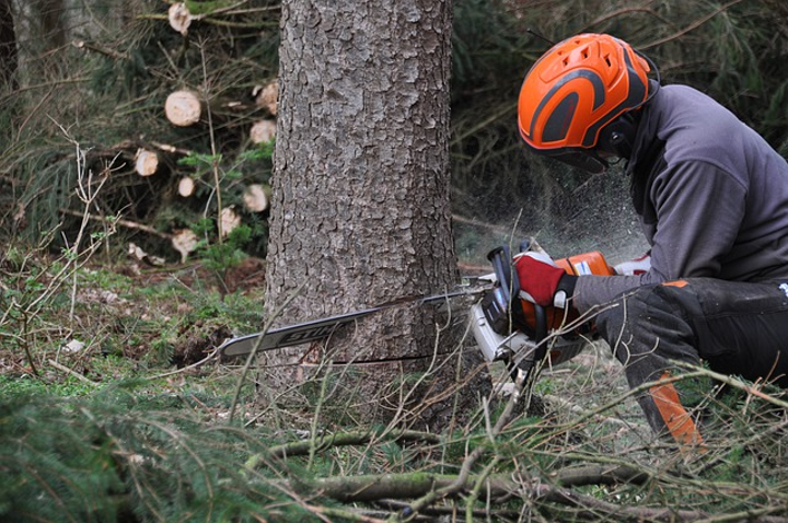 Alberi_e_diritti_di_propriet%C3%A0%3A