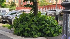 La_vegetazione_selvaggia_di_Ro
