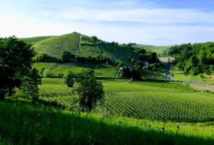Vino/Vino, l'8 giugno "Passeggiata Slow" per scoprire lo Strevi Doc Passito