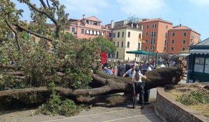 Albero_crolla_a_Venezia%3A_otto_