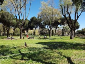 Eucalipti_abbattuti_a_Villa_Go