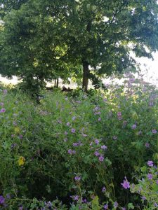 L%27area_verde_di_Viale_Morandi_