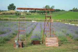 La_Festa_della_Lavanda_a_Roma%3A