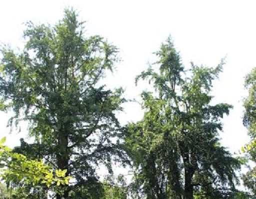 Ambinete/Sale a quota 472 numero alberi monumentali tutelati in Lombardia