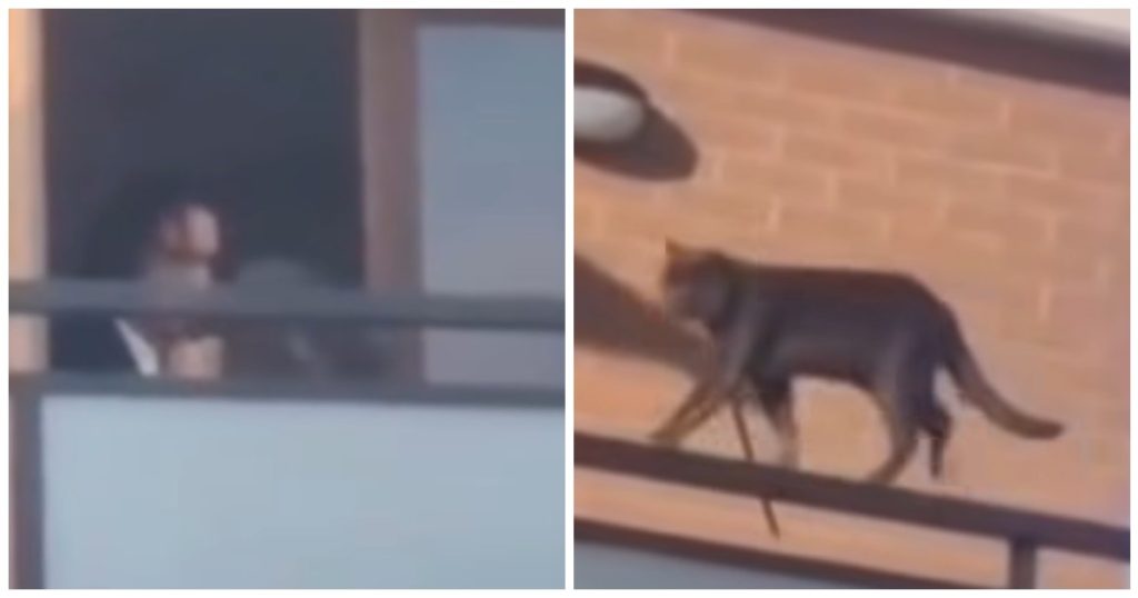 Maltrattamento_di_un_gatto_a_R