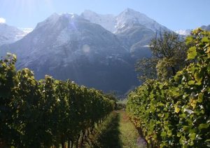 Vino/Consorzio Vini Valle d'Aosta: due eventi estivi dedicati all'enoturismo