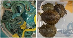 Smascherato_traffico_di_fauna_