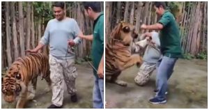 Turista_attaccato_da_tigre_men