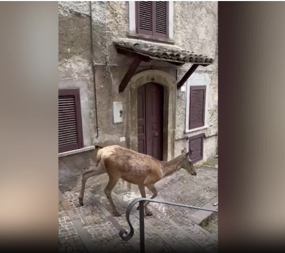 Turista_romana_aggredita_da_un